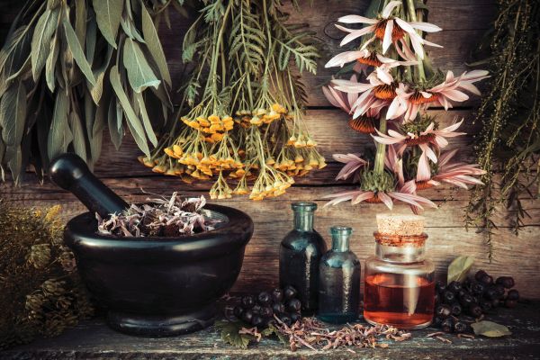 the modern herbal dispensatory